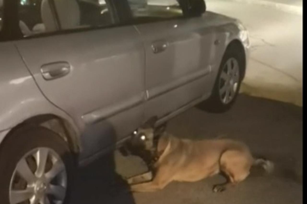 Policijski pas Maša otkrila drogu u vozilu