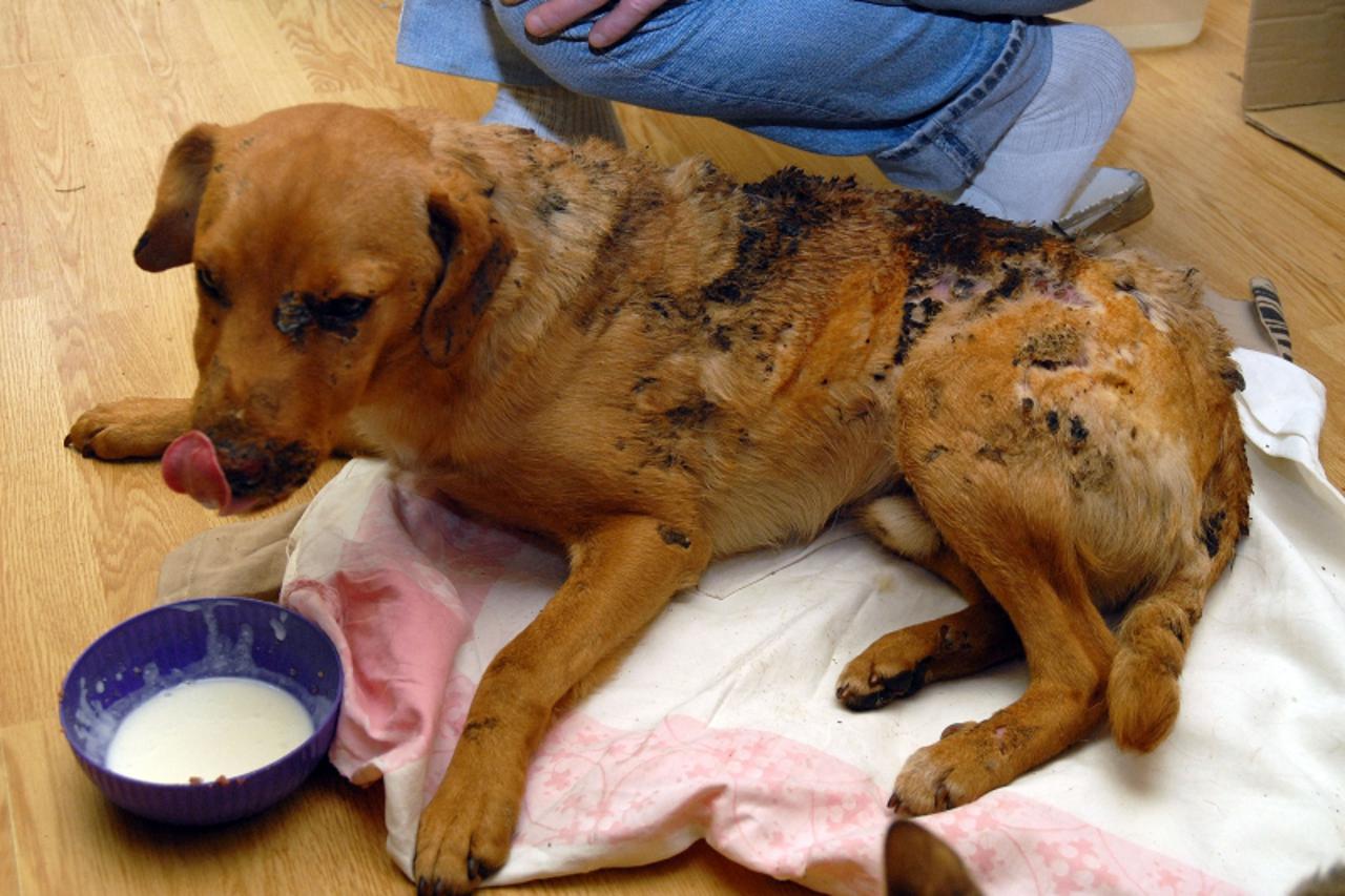 'Slavonija-040310-Vinkovci-Drustvu prijatelji zivotinja jucer su gradani prijavili da je u gradu viden pas sa opeklinama po cijnelom tjelu-aktivisti drustva brzo su reagirali te su psa pronasli i zbri