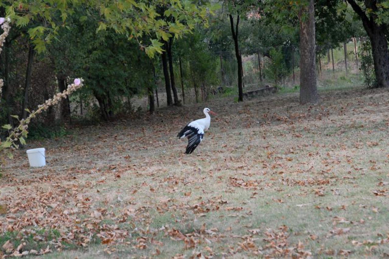 Klepetan i Malena (1)