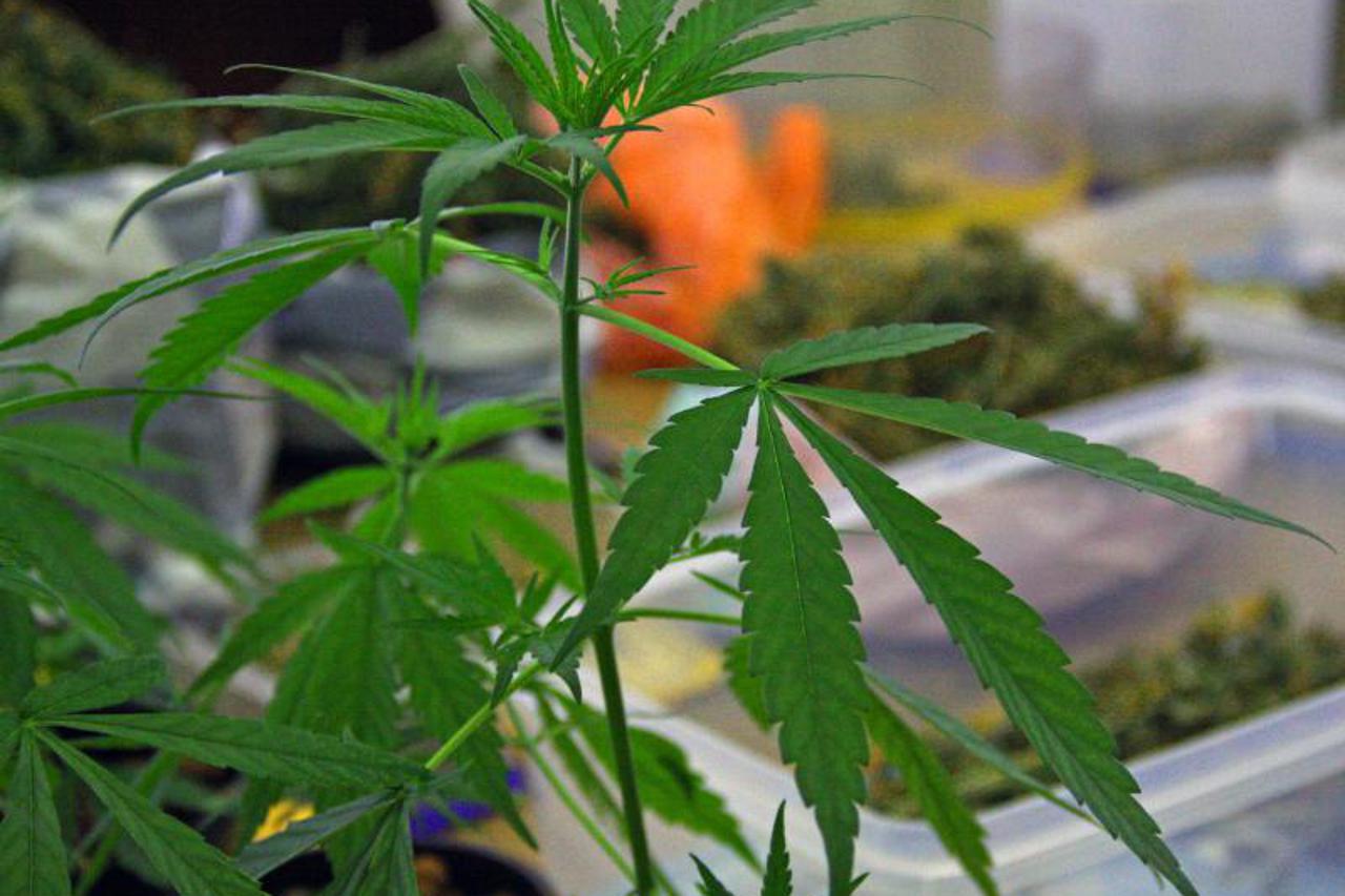 marihuana (1)