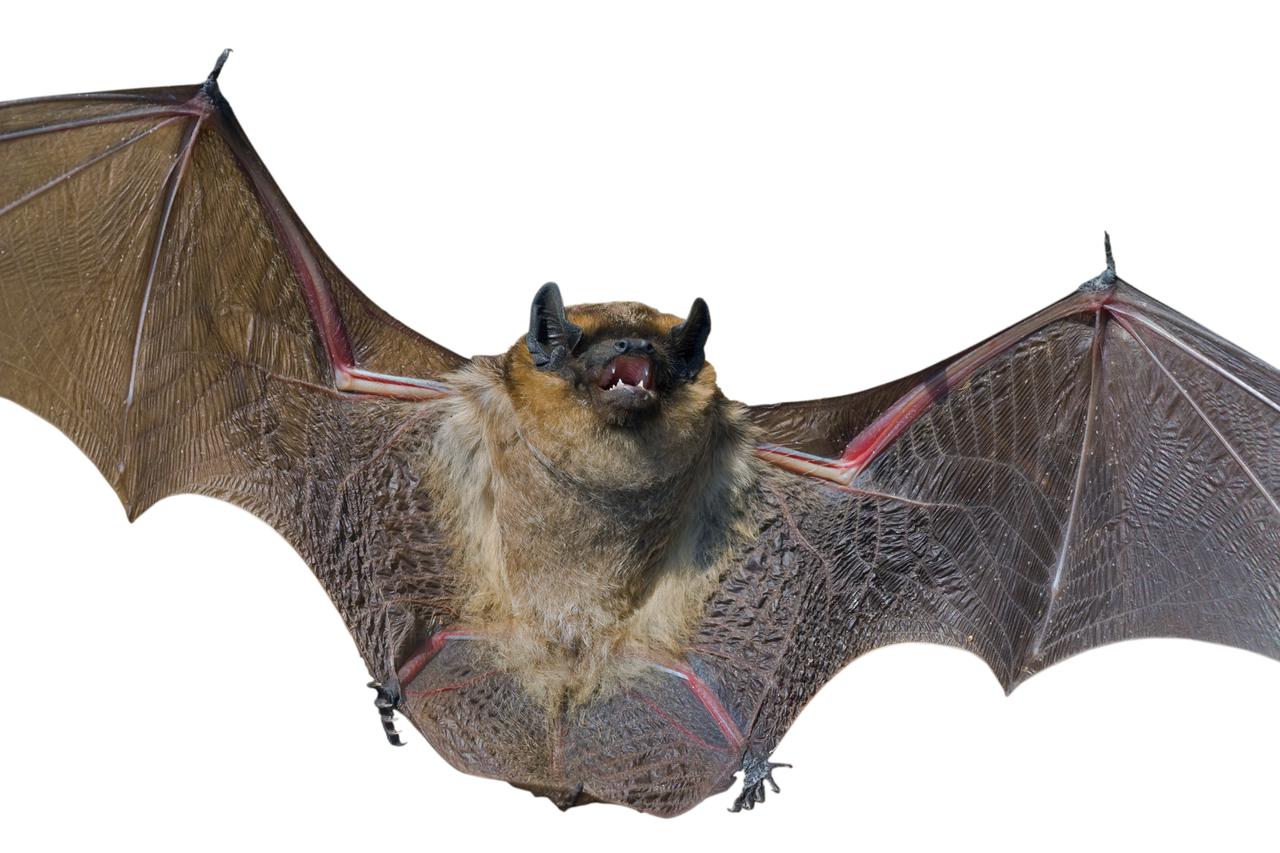 Šišmiš