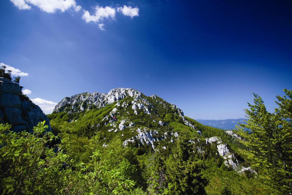 Risnjak