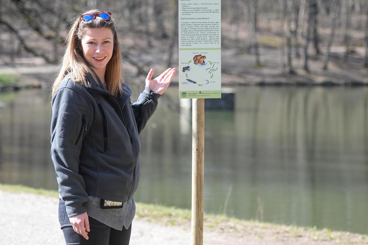Počela sezona parenja smeđih žaba krastača u parku Maksimir