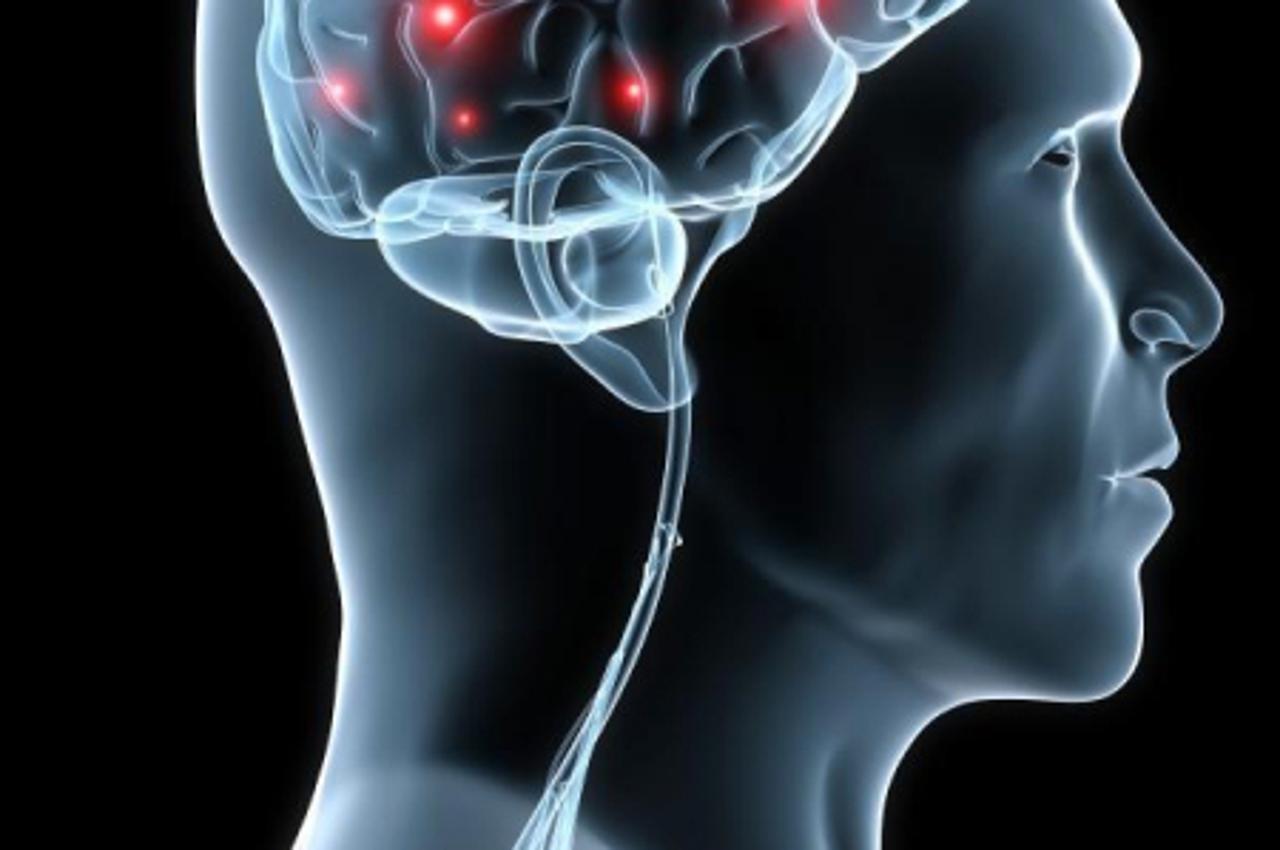 'mozak_nnn_ziv_19022011'