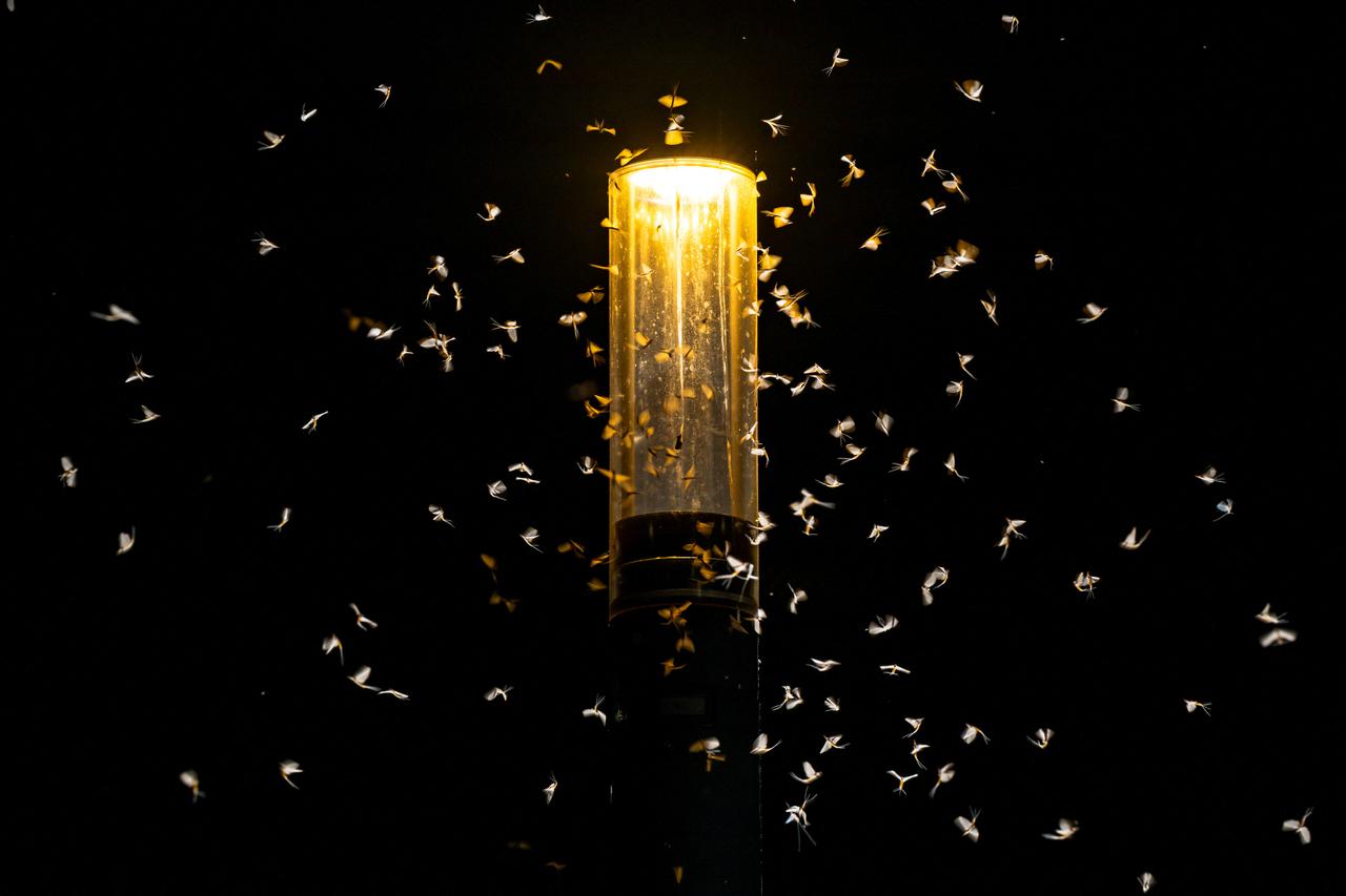 Danube mayflies arrive early due to heat and low water levels in Budapest
