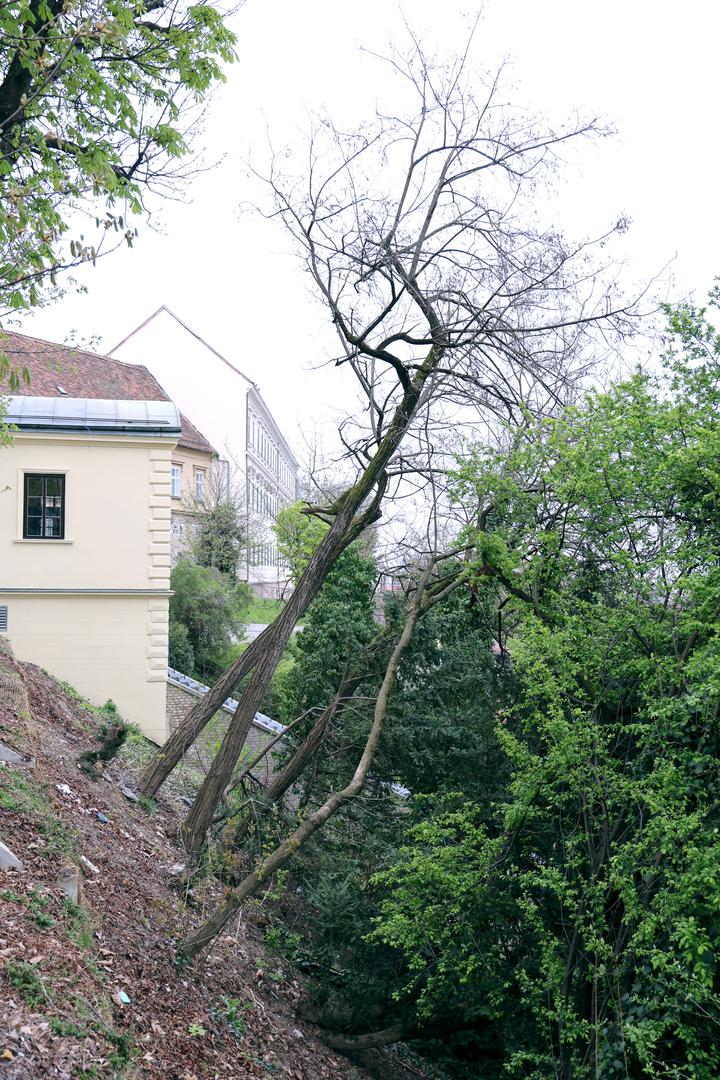 Građani se pitaju predstavljaju li takva stabla potencijalnu prijetnju za sigurnost, osobito na frekventnim lokacijama u centru grada. 