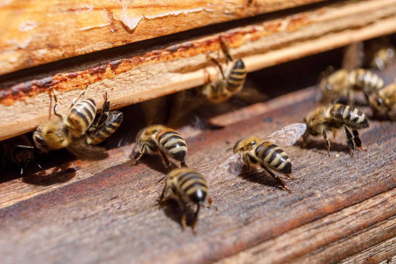 Zagreb: Tvrtko Matijević ima košnice te prikuplja pčelinji otrov