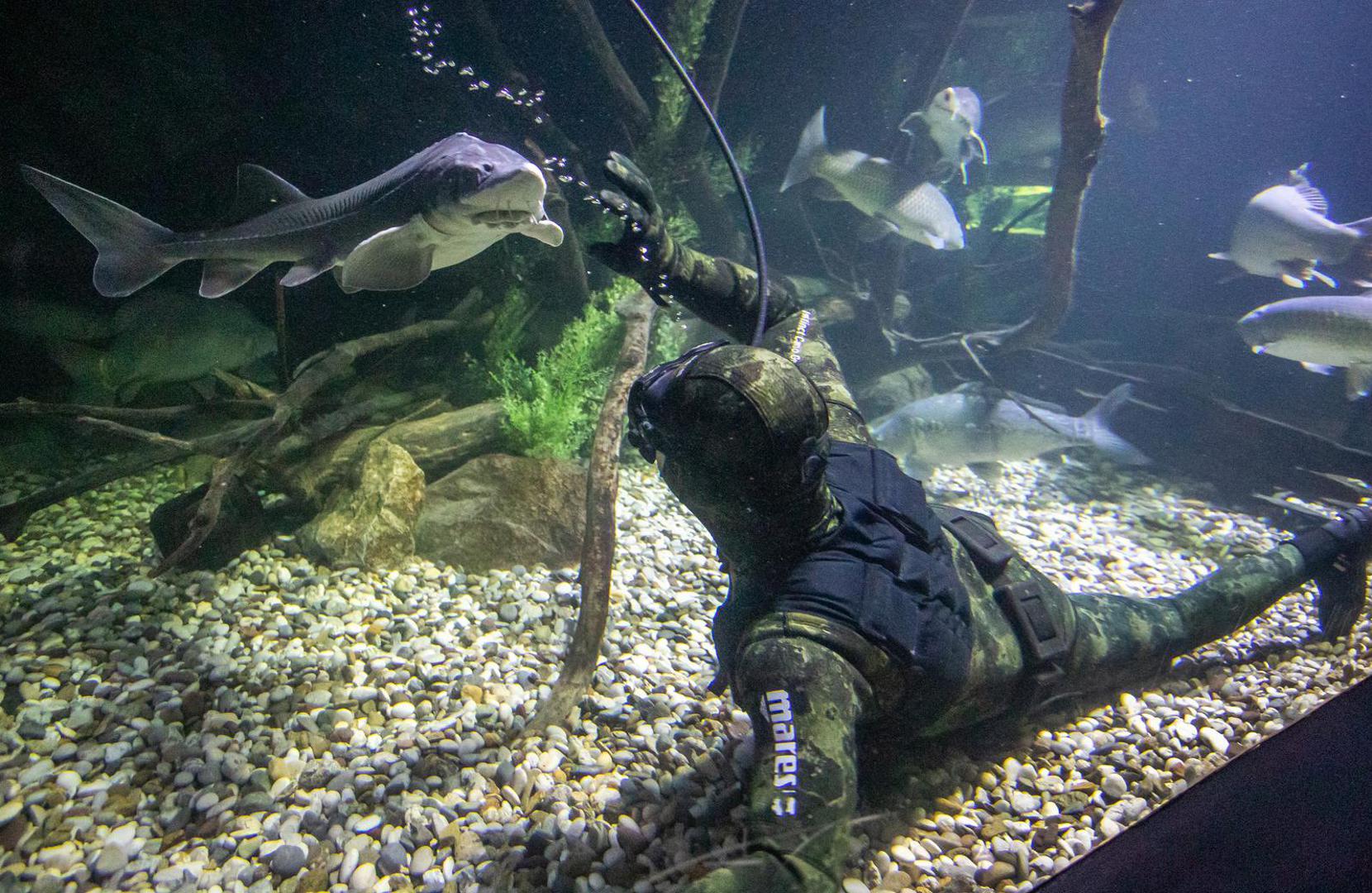 14.11.2023., Karlovac - Marin Jarnjak ronioc je u Slatkovodnom akvariju - Aquatika gdje svakog tjedna uranja u akvarije koje cisti i odrzava. Tijekom ciscenja Marin se igra sa ribama, posebice jesetrama koje su drustvene i vole mu jesti iz ruke. Photo: Kristina Stedul Fabac/PIXSELL