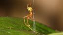 Australian spider uses catapult-like trap to catch ants