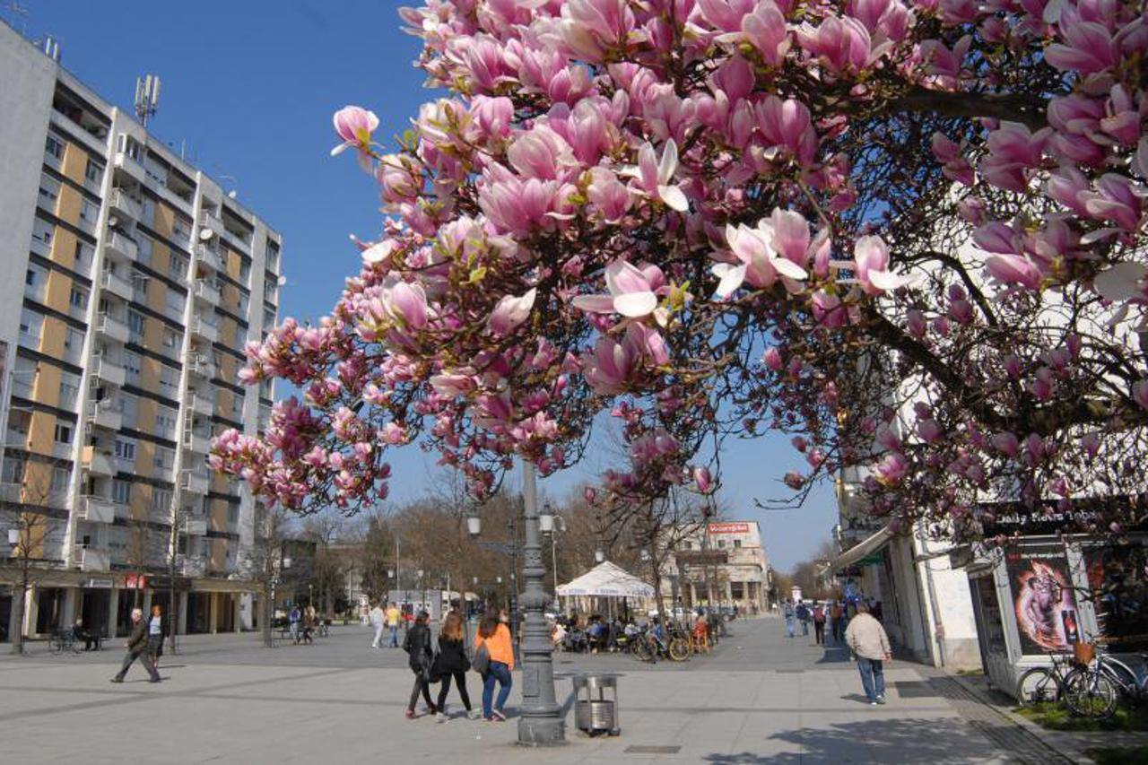 proljeće,magnolija,cvat