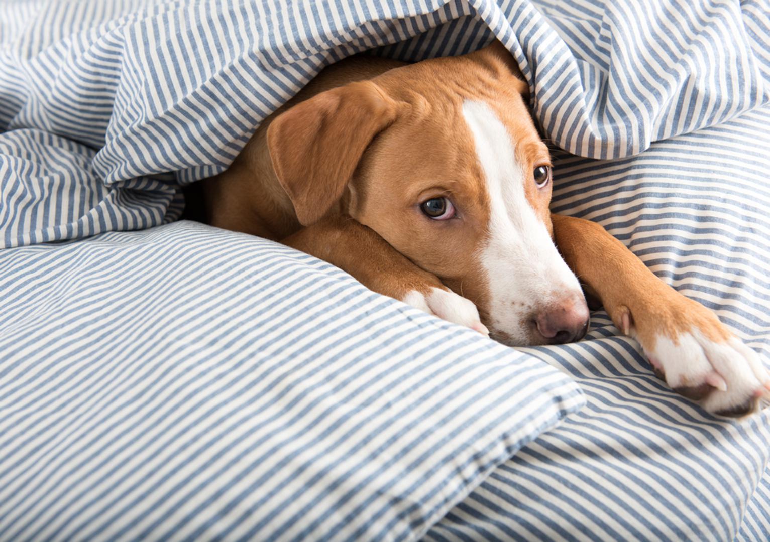 Prigušite buku: Vatromet je psima strašan jer je nepredvidiv i zvuči kao prijetnja pa im pomaže kad se buka 'zamaskira' drugim zvukom. Uključite bijeli šum ili smirujuću glazbu dovoljno glasno da vatromet bude manje izražen. Ako je psu sigurna zona boks, možete ga djelomično prekriti dekom (gore i sa strane) i pustiti zvuk, ali uvijek tako da pas može izaći kad poželi.