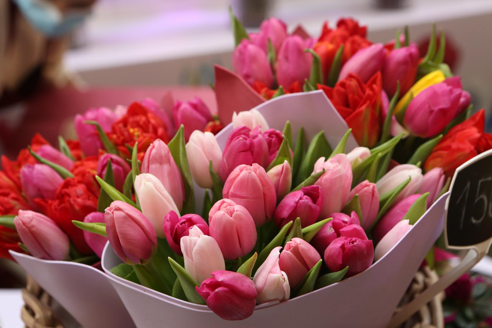 Tulipani: Tulipani su blago do umjereno otrovni za pse. "Lukovice tulipana sadrže tulipalin A i B, spojeve koji mogu nadražiti sluznicu želuca psa. Simptomi mogu postati ozbiljniji ako se konzumira velika količina cvjetova", rekao je McCormack. Ako se progutaju, tulipani mogu izazvati slinjenje, drhtanje, poteškoće s disanjem i povraćanje.