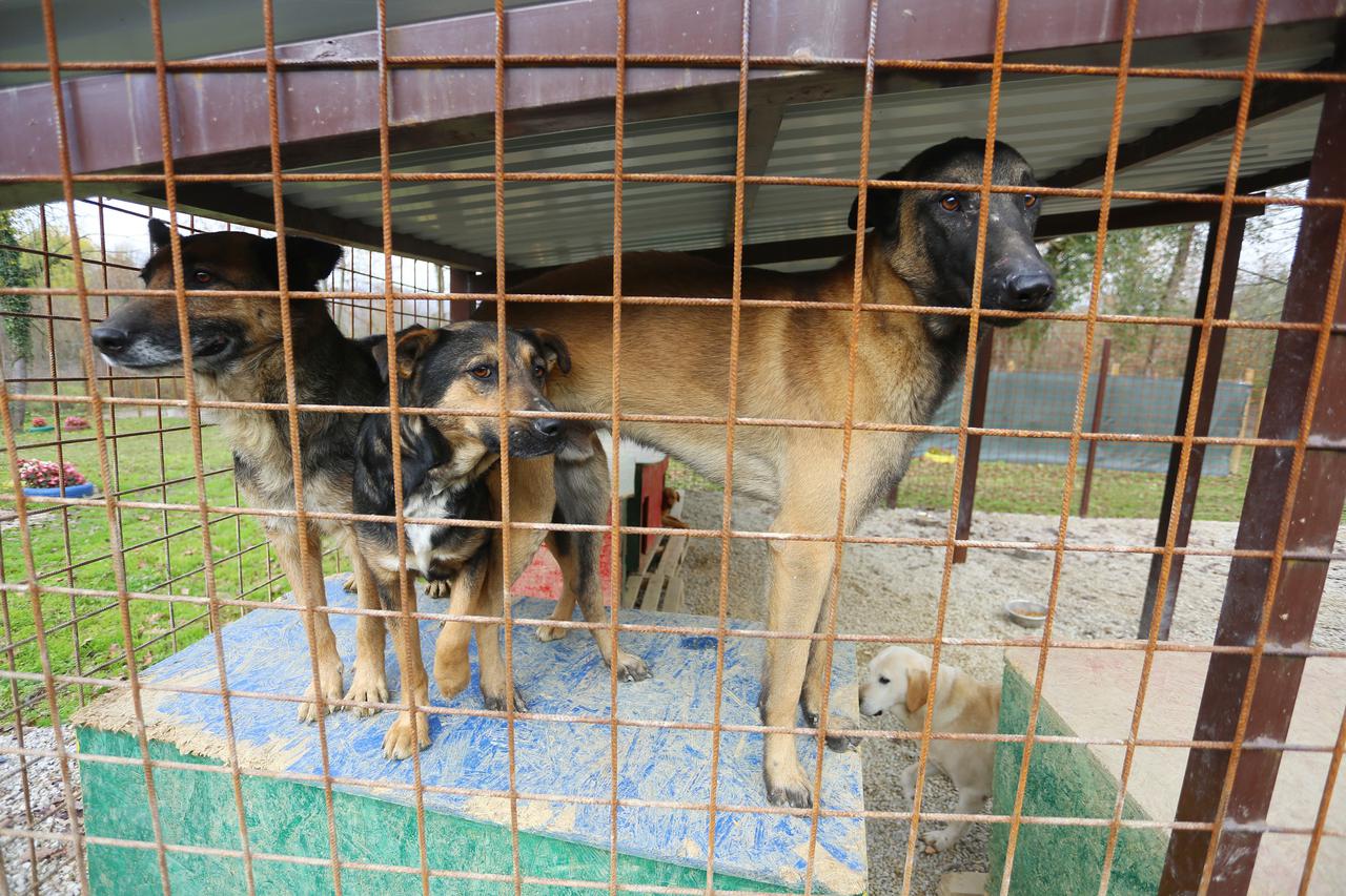 Sklonište za životinje u Utinju