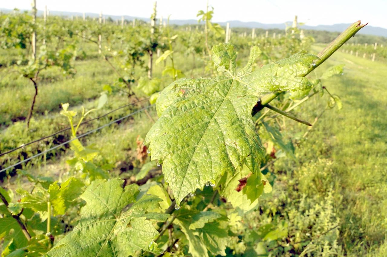 vinograd