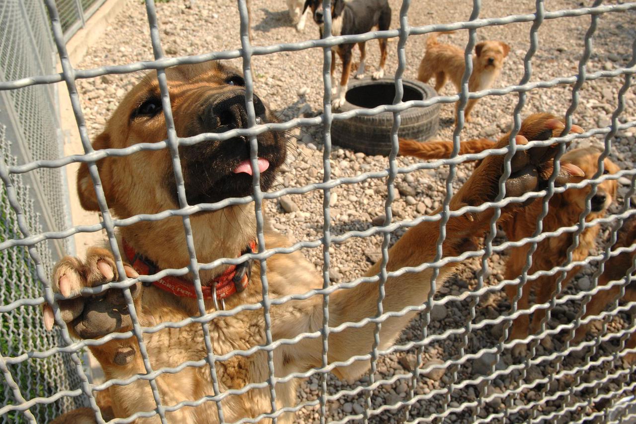 Zakon o zaštiti životinja