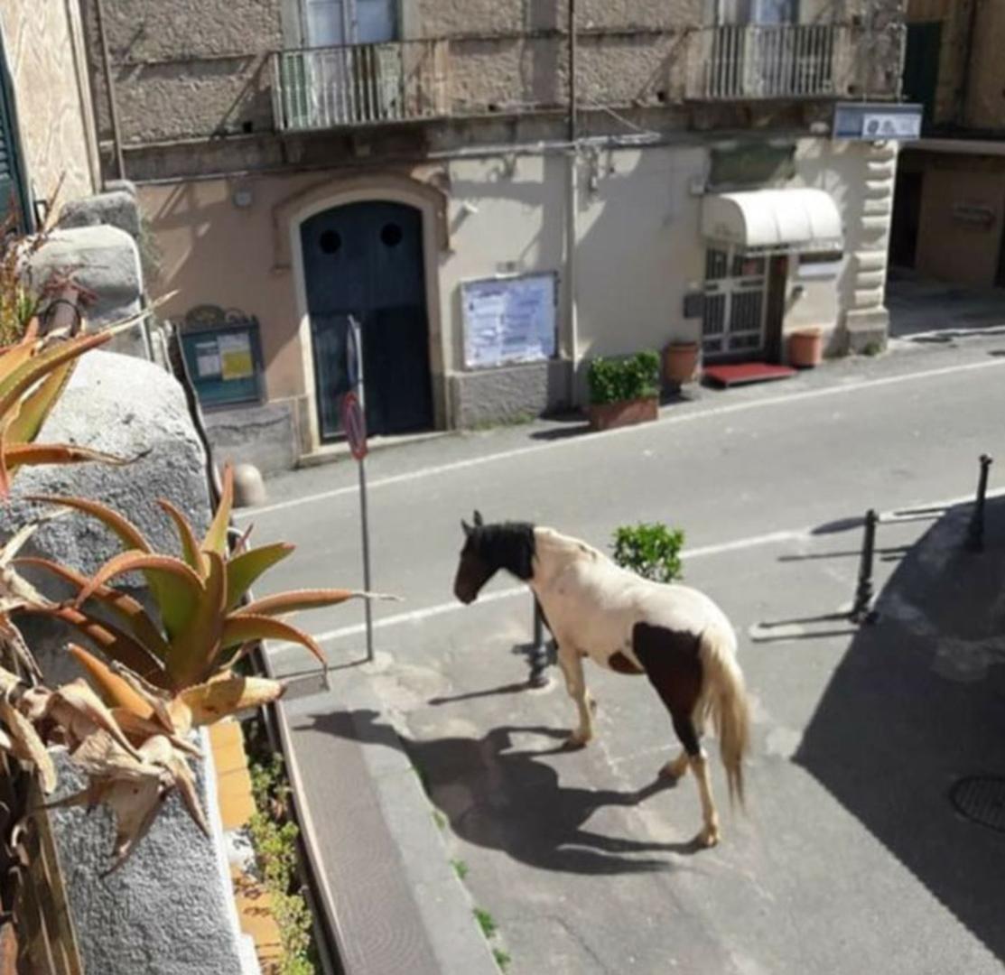 U drugom gradu u Italiji, na ulicama se pojavio divlji konj.