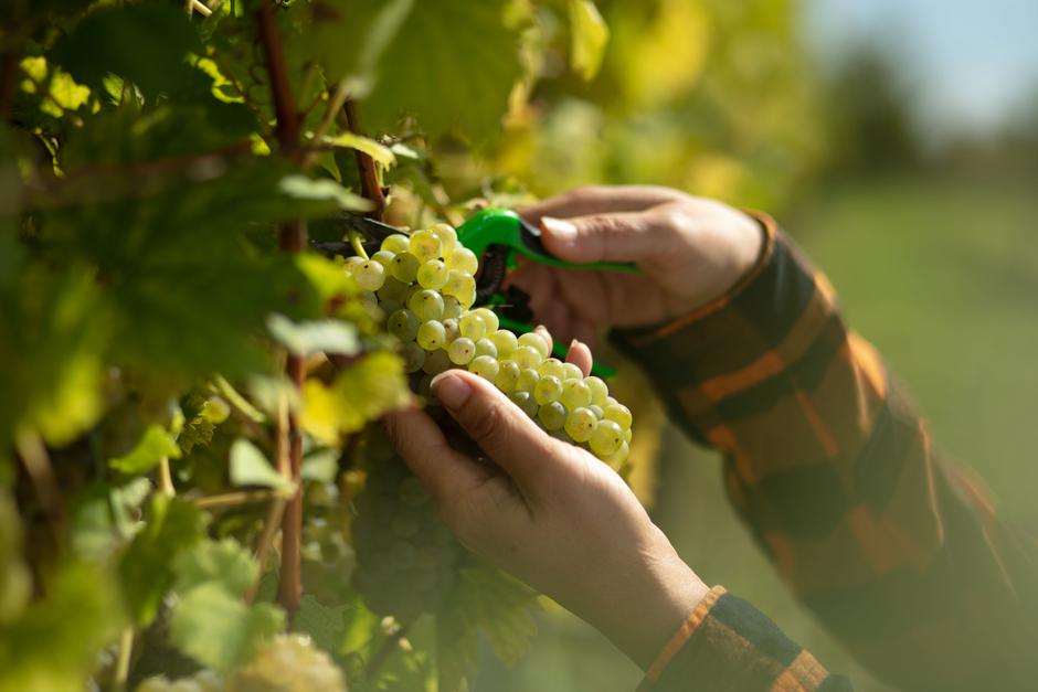 Vinarija Kutjevo