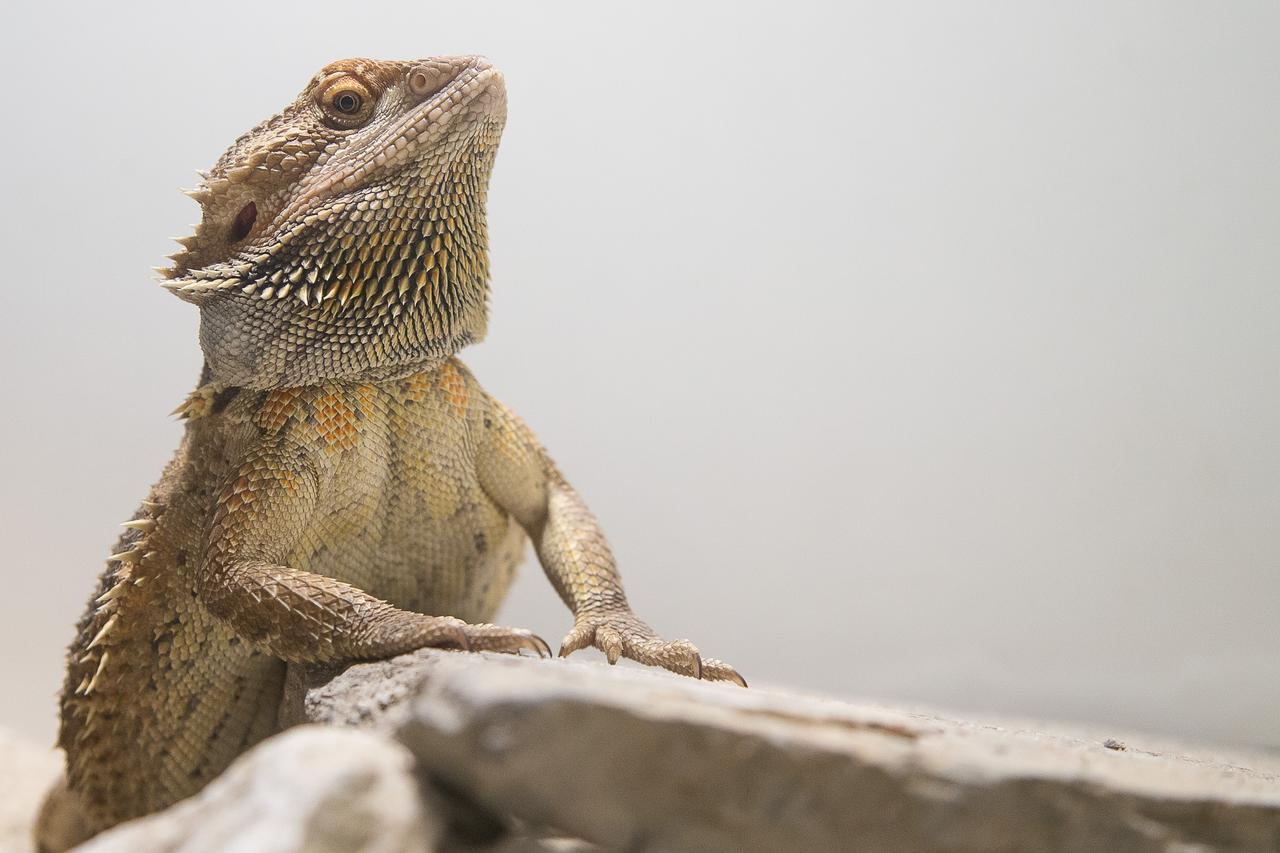 11.05.2016., Zagreb - Udruga studenata veterinarske medicine Equus, vec cetvrti put organizira edukativnu izlozbu pod nazivom Reptilomanija+ u studentskim prostorijama Veterinarskog fakulteta.  Photo: Davor Puklavec/PIXSELL