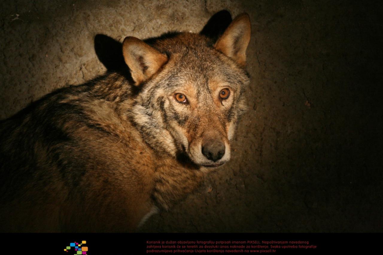 '17.04.2008., Zadar, Obrovac, Zegar - Vojo Radmilovic u stali pored vuka kojeg je uhvatio na prepasd dok mu je pokusao uhvatiti ovcu. Photo: Zeljko Mrsic/PIXSELL'