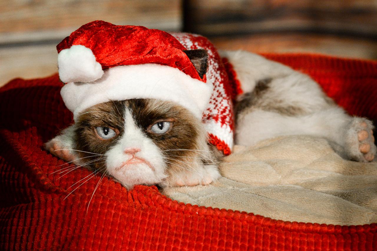 Grumpy Cat