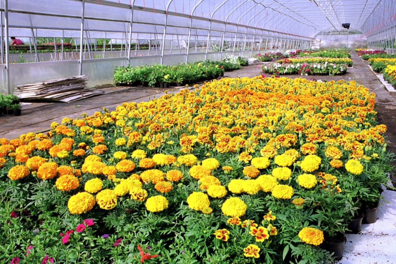 'za vrt dugo selo, 17.05.2002. rasadnik cvijeca foto: zeljko grgic'