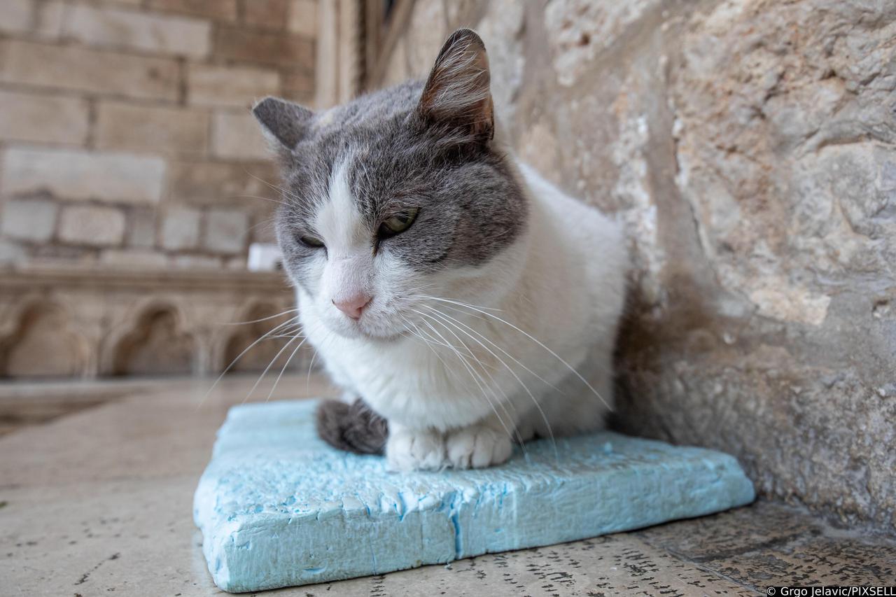 Dubrovnik: Postavljanje kućica za mačke, glavna zvijezda je mačka Anastasija