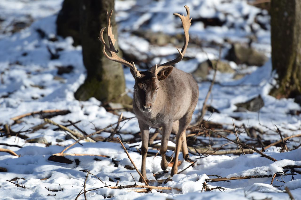 Državna ergela Đakovo