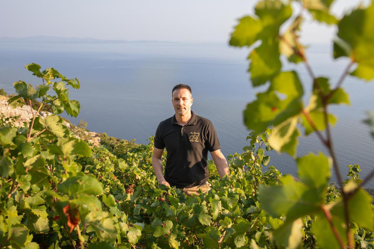 Potomje: Vinarija Antičević