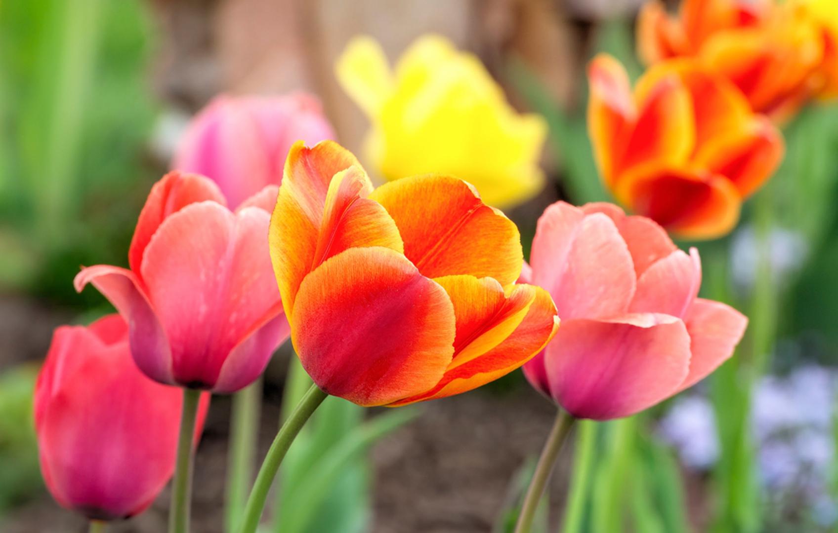 Volite li tulipane i želite li u njihovoj ljepoti već idućeg proljeća uživati u vlastitom vrtu, onda je baš ovo savršeno vrijeme za sadnju. Naime, ovaj nježan i elegantan cvijet, simbol Nizozemske, niče iz lukovica koje se u tlo polažu u jesen. 