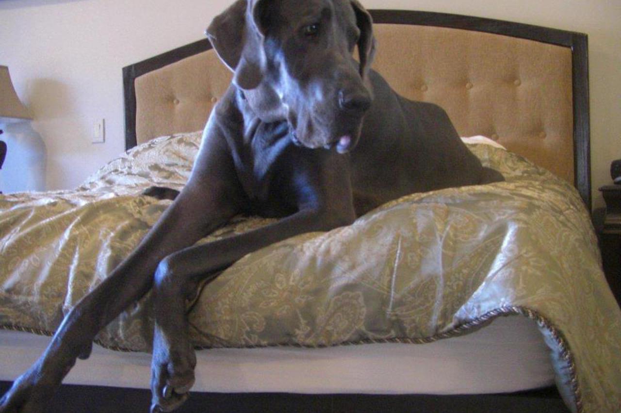 giant george