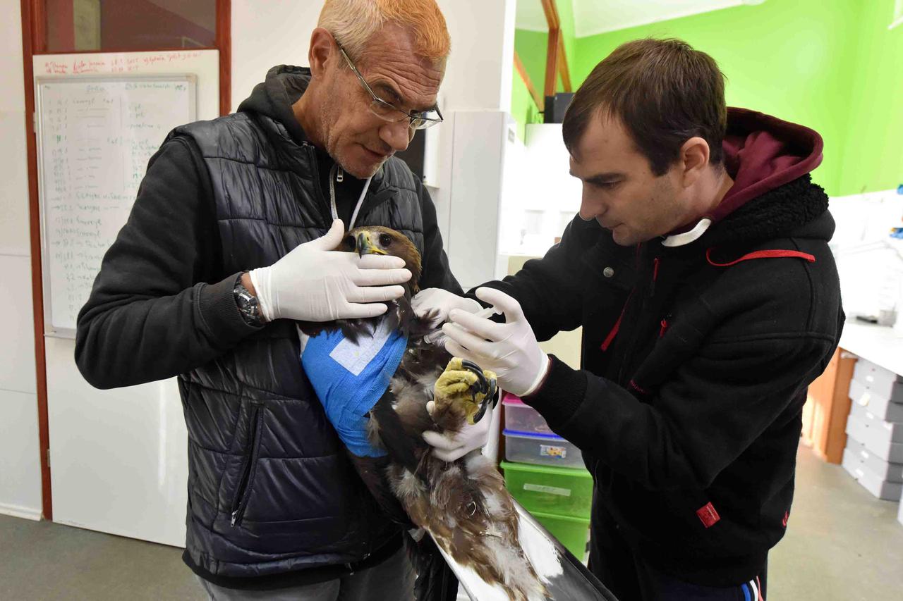 05.10.2016., Dubrava kod Sibenika - Ranjeni suri orao koji je jucer propucan vatrenim oruzjem u okolici Drnisa, donesen u Sokolarski centar u Dubravi kod Sibenika uspjesno se oporavlja. Emilio Mendjusic i njegov tim brinu se o zasticenoj vrsti suroga orla