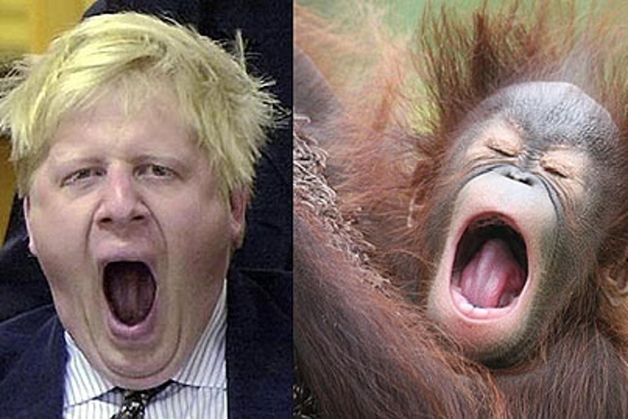 boris johnson, orangutan (1)