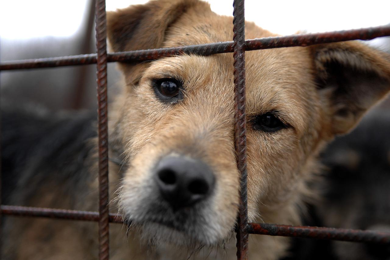 Osijek: Volonteri imaju pune ruke posla oko velikog broja pasa u azilu 