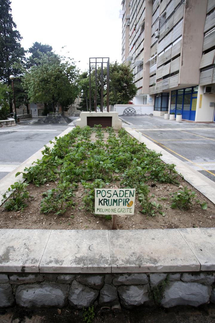 Na splitskom Trsteniku u Papandopulovoj ulici zasađen je krumpir, a neobičan potez već danima zabavlja mnoge na društvenim mrežama.