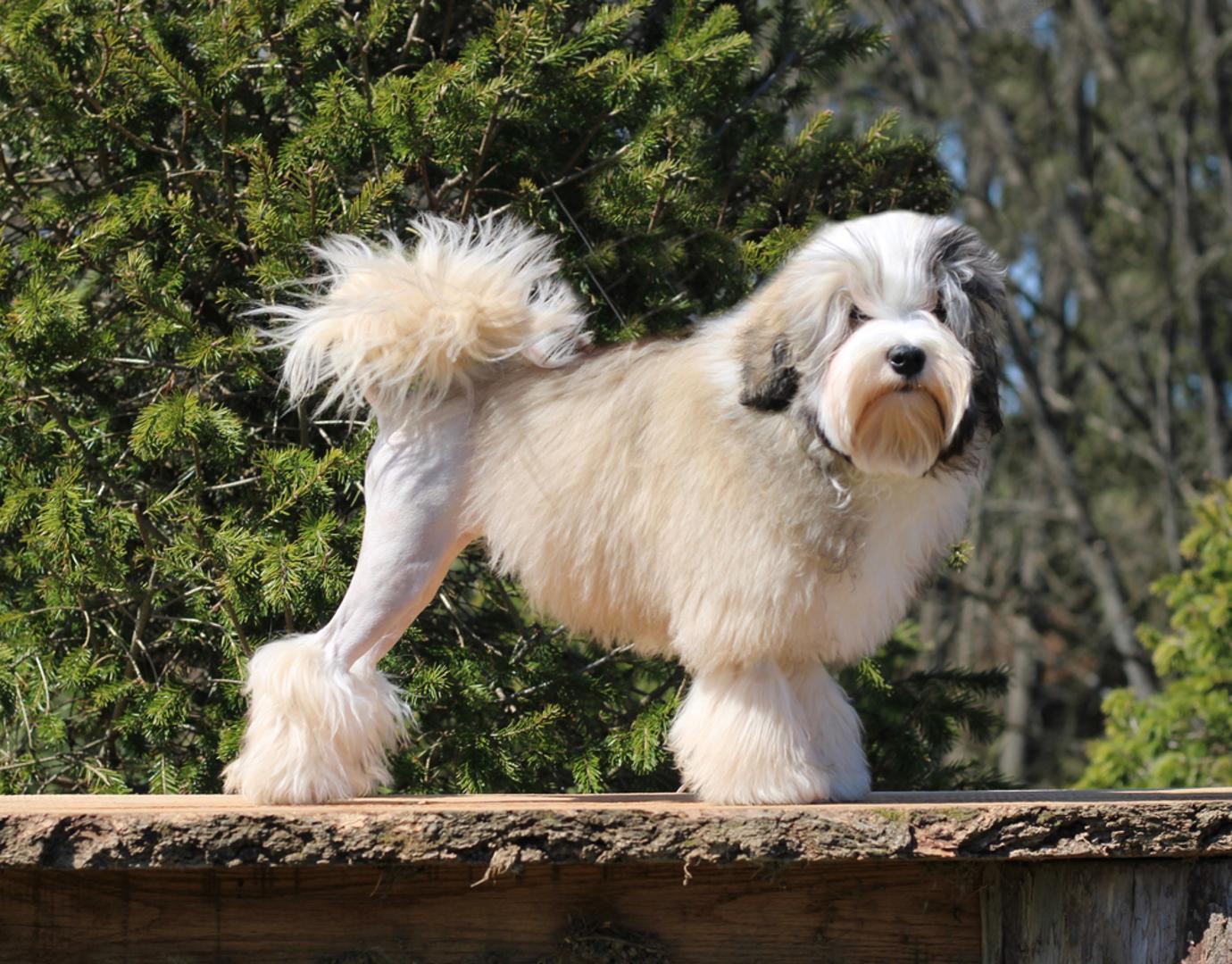 Löwchen: Löwchen se ubraja među skuplje pasmine, dijelom zbog rijetkosti, ali to nije jedini razlog. Posebno visoke cijene mogu se pojaviti kod uzgojnih jedinki i pasa s rijetkim karakteristikama. Drugim riječima, kod ove pasmine cijena zna rasti na detaljima koje traže uzgajivači i kolekcionari linija.