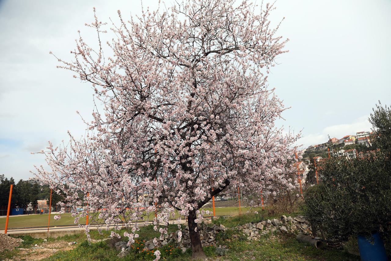 Procvjetali bademi u Šibeniku