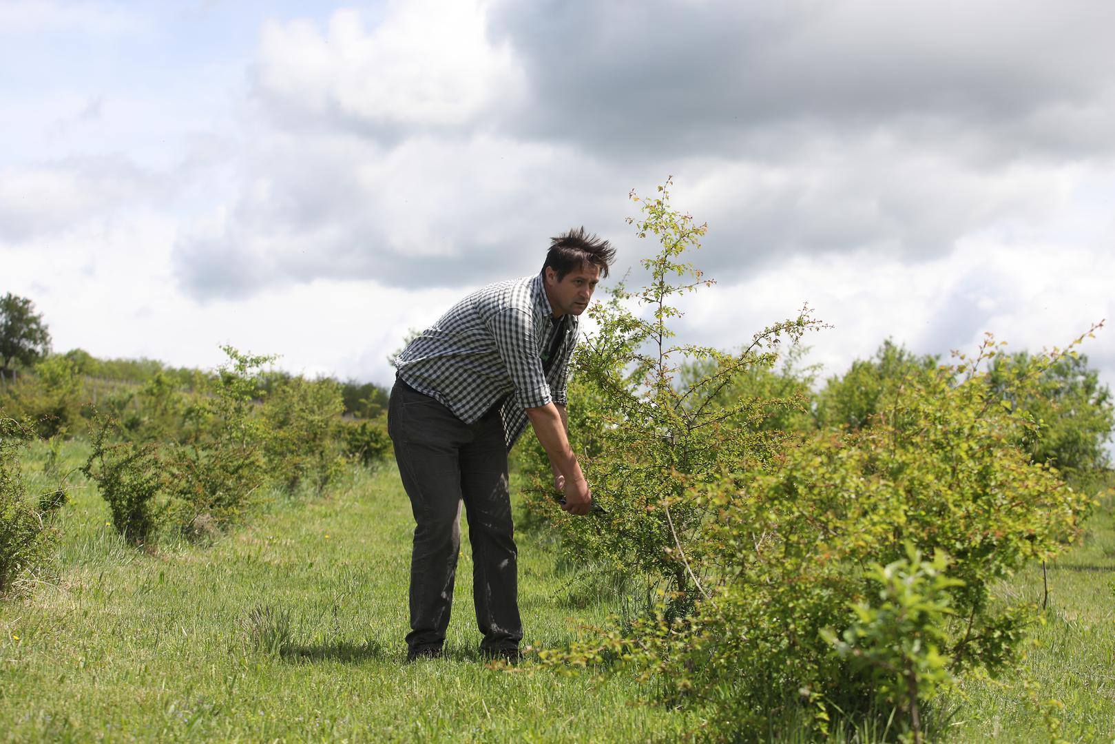 02.05.2020. Kutjevo- Na OPG-u Predraga Livaka kraj Kutjeva organizirana je berba gloga, najljekovitije biljke na svijetu. U berbi su osim Predraga Livaka ucestvovali i clanovi KUD-a Rama iz Pleternice.
Photo: Boris Scitar/Vecernji list/PIXSELL