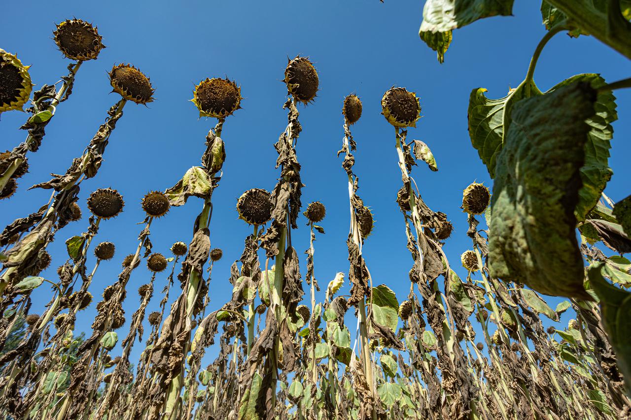 Zbog manjka kiše i sušenja tla ugroženi usjevi diljem Slavonije i Baranje