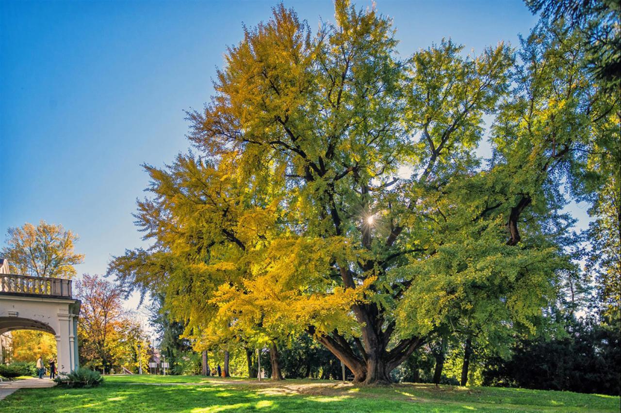 Ginko