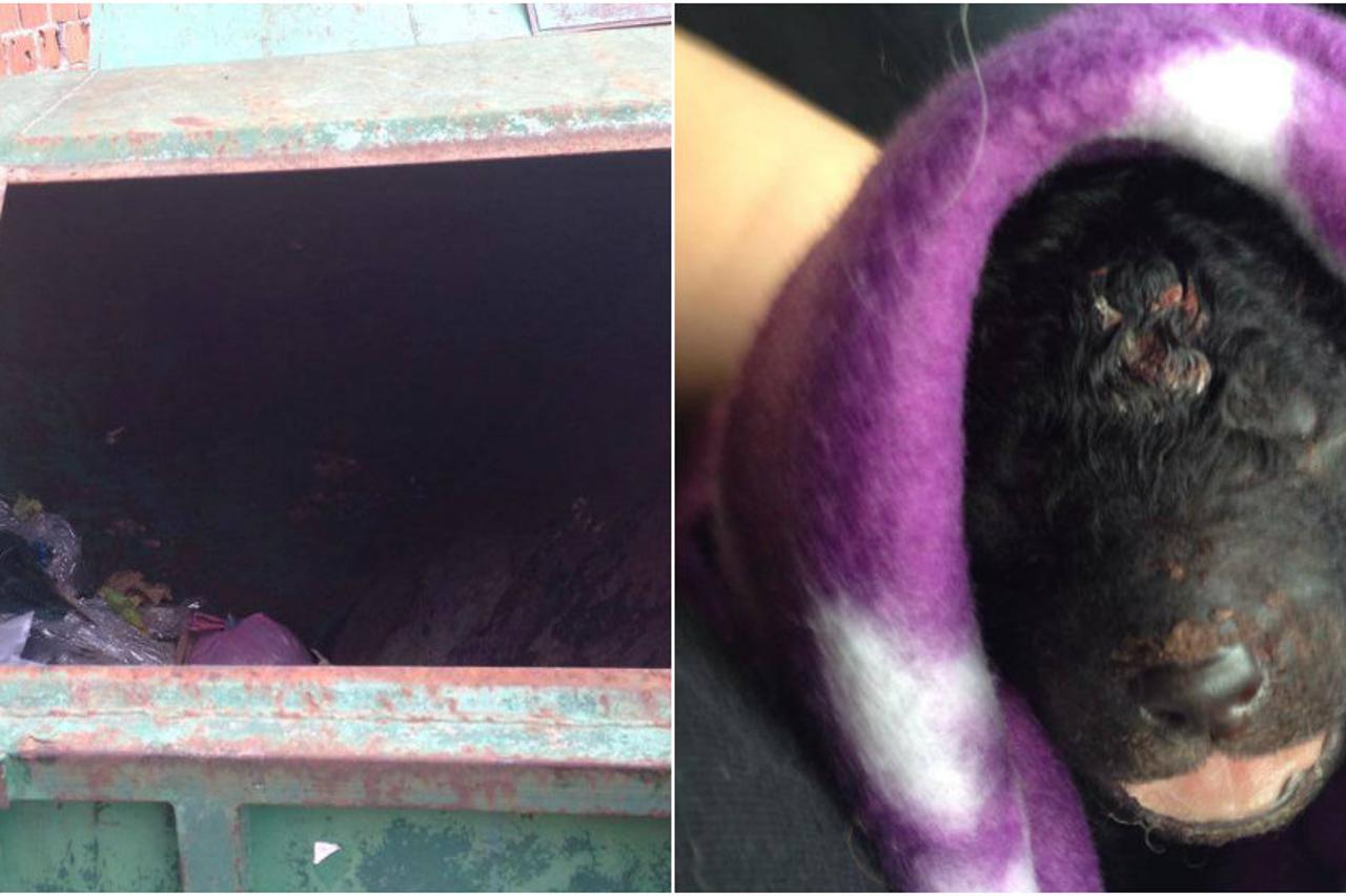 Mrtvi štenci Slavonski Brod