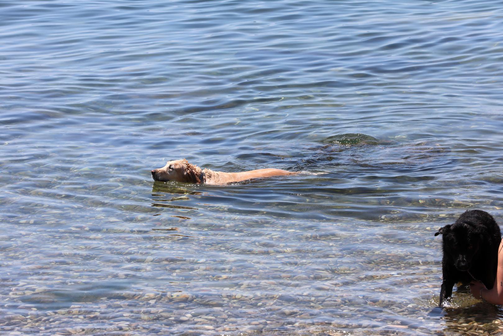 17.06.2024., Rijeka - Gradjani i turisti spas od sunca i vrucine traze na razne nacine. Kupanjem u moru, sladoledom, nosenjem sesira, osvjezenjem na fontani, sklanjanjem u hlad. Photo: Goran Kovacic/PIXSELL