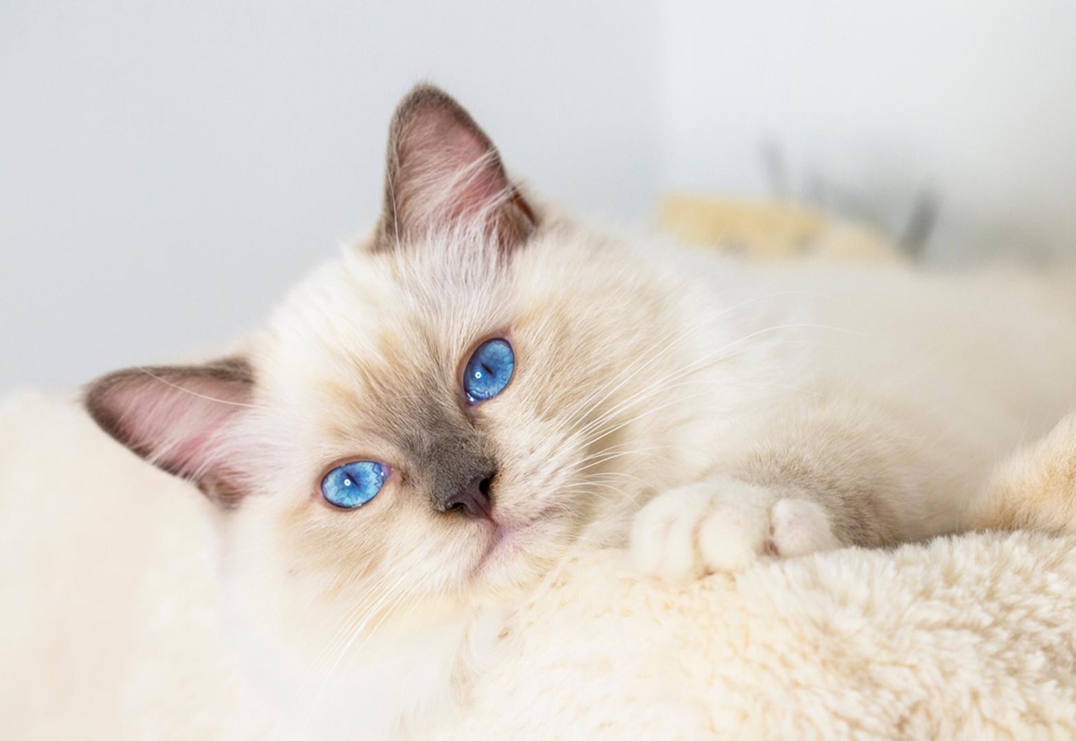 4. Ragdoll: Anwary je rekao da je to sveukupno jedna od najboljih pasmina mačaka koje bi postojale da nema zdravstvenih problema. "Imaju tako divan temperament, ali imaju toliko zdravstvenih problema", dodao je. Slično kao i nekoliko prethodno spomenutih pasmina, Ragdoll mačke su podložne policističnoj bolesti bubrega i hipertrofičnoj kardiomiopatiji, a istovremeno su podložne komplikacijama s mjehurom i pretilosti. "S ovom pasminom povezano je toliko medicinskih problema da će vaš veterinarski račun bit će ogroman", rekao je veterinar.
