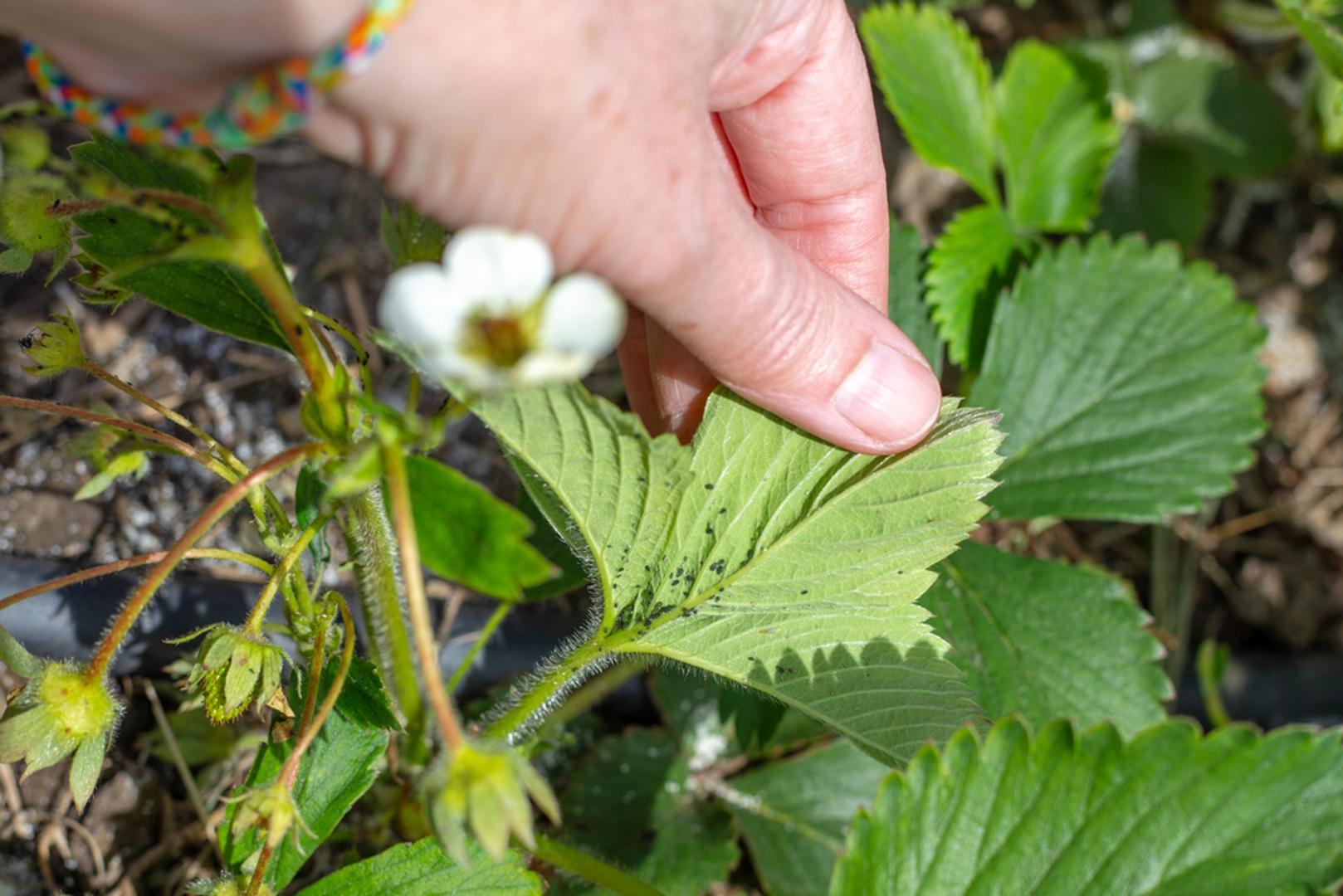 Lisne uši: Lisne uši među najčešćim su nametnicima u povrtnjaku i posebno vole mlade, sočne izboje biljaka. Hrane se biljnim sokovima, zbog čega se listovi uvijaju, žute i slabe, a biljka sporije napreduje. Pomoći može ispiranje jačim mlazom vode, uklanjanje napadnutih dijelova i prskanje blagom otopinom sapuna ili prirodnim pripravcima.