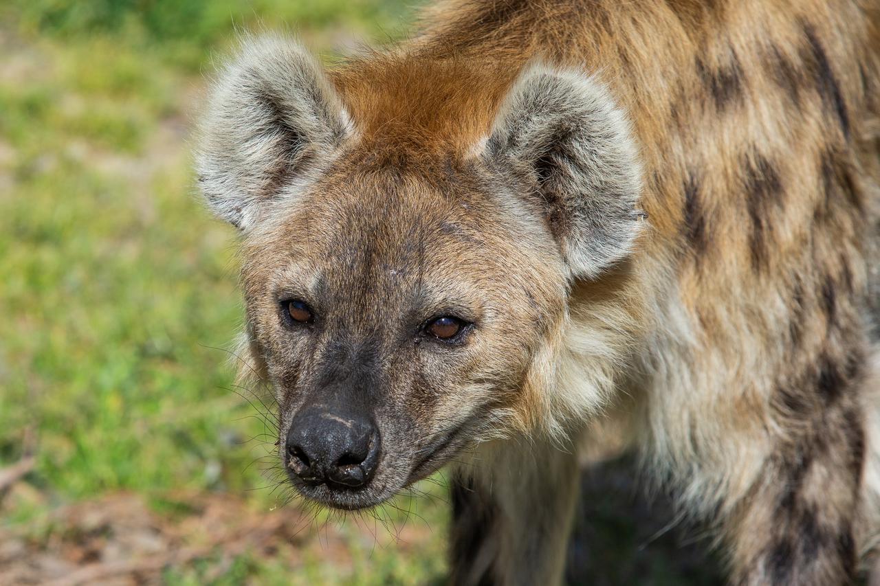 U osječkom ZOO-u nalaze se jedine hijene u Hrvatskoj