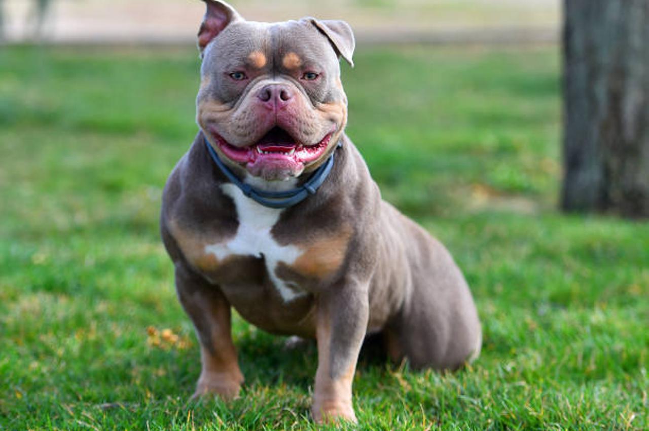 american bully ilustracija