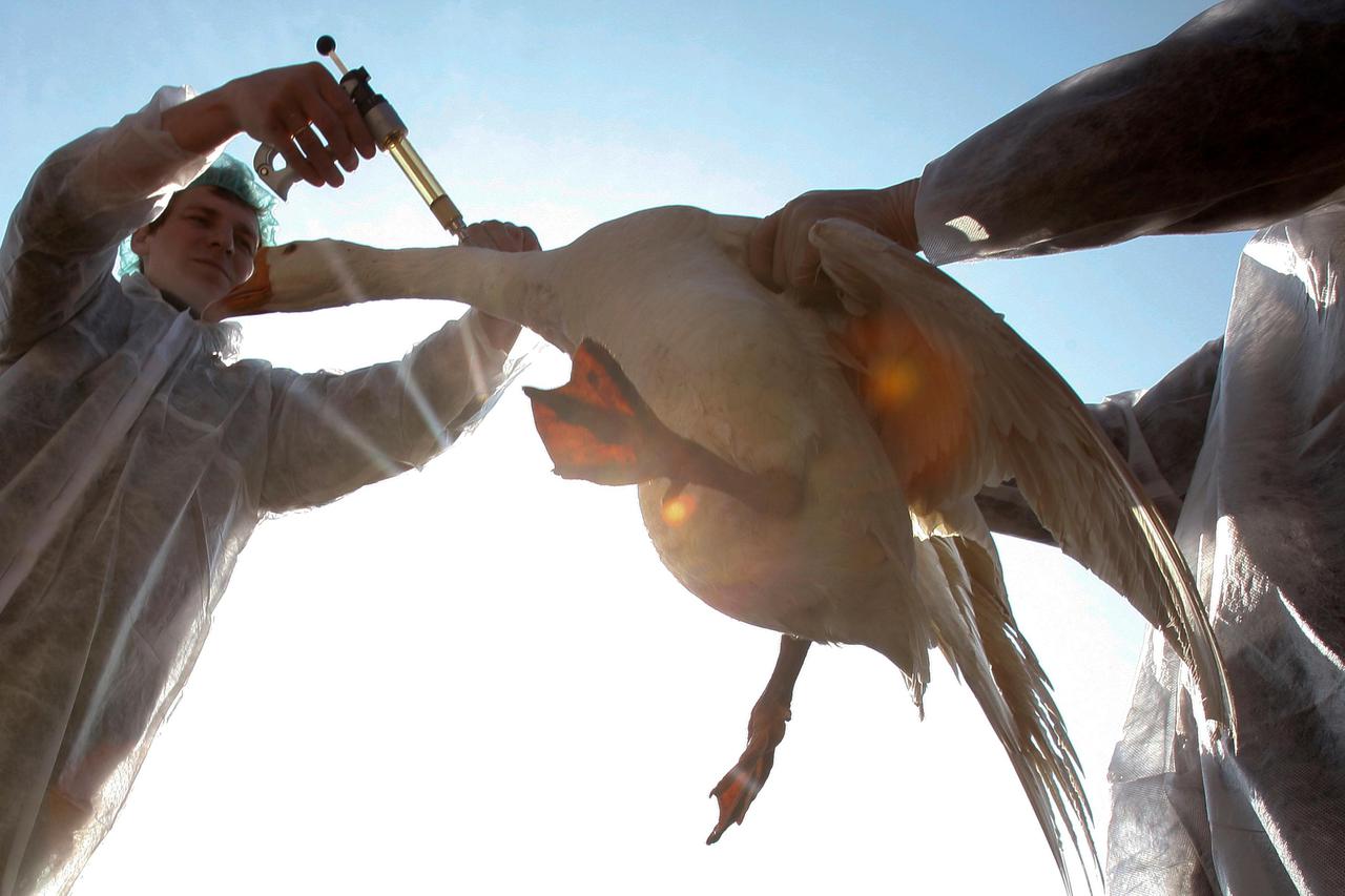 FILE PHOTO: Veterinarians vaccinate a goose against bird flu in the village of Kaikovo