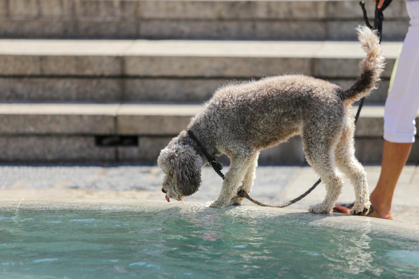 22.8.2023. Zagreb: Gradska svakodnevica usred toplinskog vala Photo: Mia Slafhauzer/PIXSELL