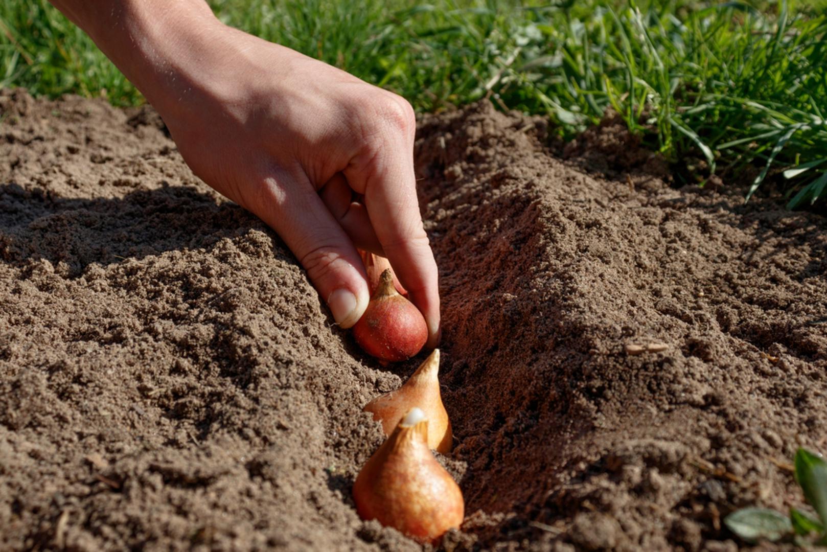 Razmak između lukovica: Ostavite razmak od 8 do 10 centimetara kako bi svaka biljka imala dovoljno prostora za rast. Time se sprječava prevelika konkurencija za hranjive tvari i vlagu, a ujedno omogućuje ravnomjerno raspoređen cvjetni tepih u proljeće. Ako sadite više sorti, grupirajte ih prema visini radi boljeg vizualnog dojma.