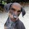 Avatar cane...matto