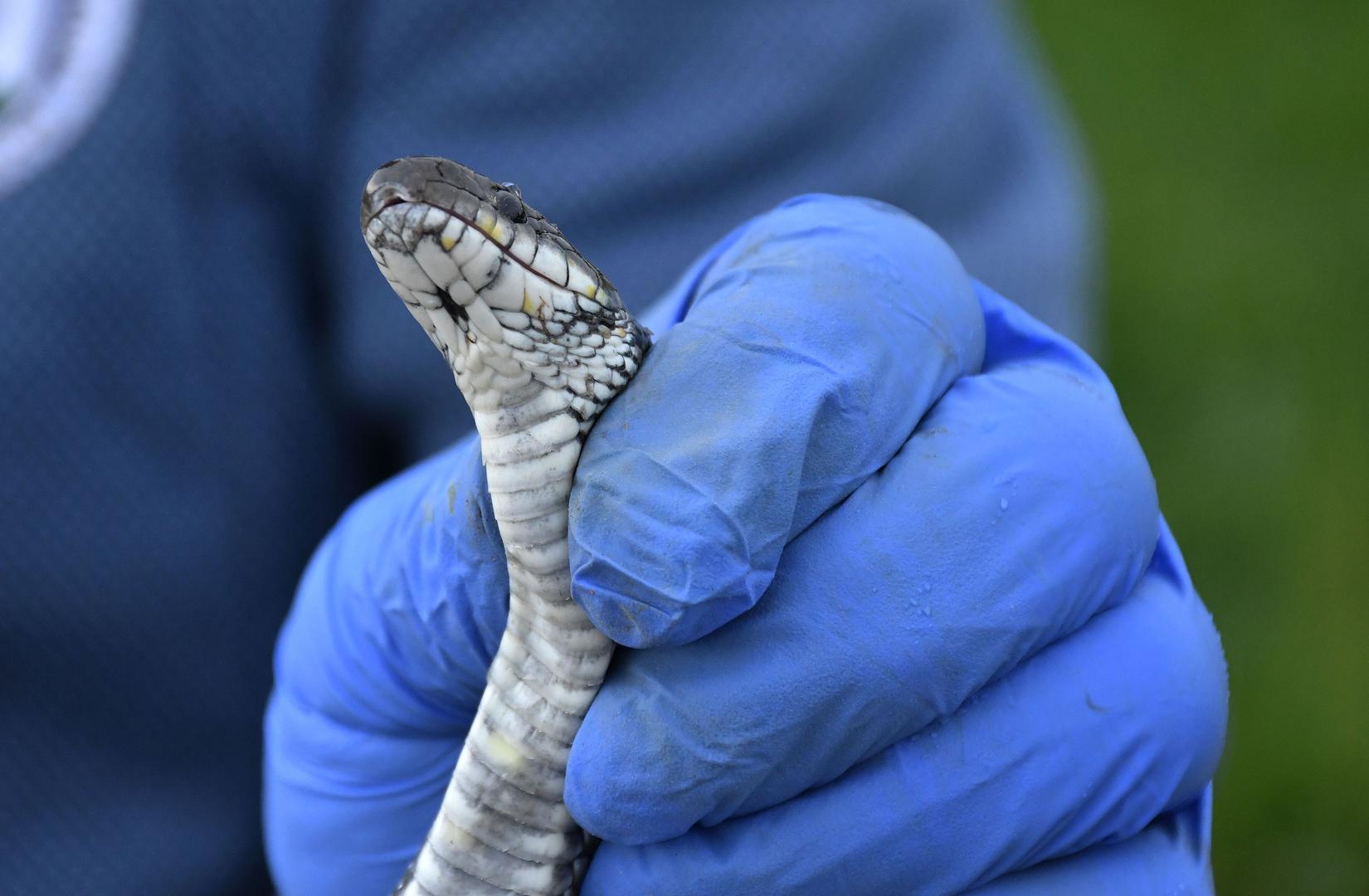 29.04.2020., Slavonski Brod - Darko Karamazan i Vlado Ladjrevic iz Sumeca pokraj Slavonskog Broda osnivaci su Udruge za  zastitu zivotinja "Zmijolovac", jedine u Hrvatskoj koja se bavi zastitom zmija otrovnica s naglaskom na posebno zasticene zivotinjske vrste, gmazove - zmije i druge zivotinje. Photo: Ivica Galovic/PIXSELL
